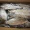 china frozen sea bass fish frozen seabass fish barramundi fish
