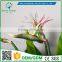 greenflower 2016 Real Touch PU Latex artificial flowers Strelitzia reginae for gift weddings decorations