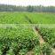 Wholesale stevia extract powder Reb A 97% with ISO HACCP KOSHER FDA
