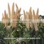 Green Millet / Green Millet Feed Grade / Millet Green /