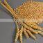 Feed Wheat Grade 2