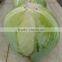 New crop Flat cabbage directly from the factory