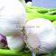 Organic normal pure white fresh garlic price