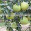 Honey Pomelo Fresh Fruit White meat Promotion Price