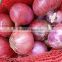 Fresh pink Onion
