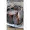 frozen red pacu