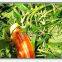 Bubble ozone vegetable washing machine