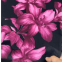 Printed Spun Rayon Fabric Woven 100 Rayon Fabric Floral Digital Print Viscose Rayon Fabric for Dress