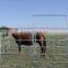 Galvanized Livestock Equipment Cattle Panels