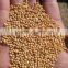 YELLOW MILLET