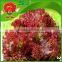 free of contamination hotbed red leaf lettuce