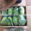 FRESH CABBAGE for sale / +84963818434 whatsapp , kakaotalk