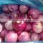 Nitrogen sealed peeled onions from China