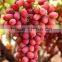 Fresh Grapes Crimson from egypt