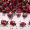 Rose buds