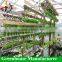 Hot sale complete hydroponics plastic film greenhouse