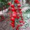 Factory price Tomato Seeds and organic Pink Cherry Tomato Seeds