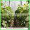 Hot Sale Commercial Arched Type Greenhouse for Roses
