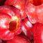 Frozen Green sweet  pepper whole
