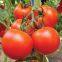 Bright red hybrid tomato seeds israel bonbon vegetable seeds