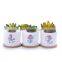 Japanese style grocery fresh cartoon white flower pot