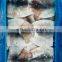 High quality todarodes squid fillet block packing