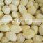Sinocharm BRC A Certified Nutritious Frozen Chestnut IQF Peeled Chestnut