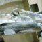 Frozen Small Size Sardine for Canning