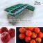 Fruit and vegetable sorting machine