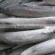 Frozen pacific saury scientific name Cololabis saira