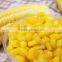 Steamed/Blanched IQF Frozen Waxy yellow corn cob