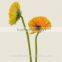 Export high quality foam gerbera flower gerbera flower seeds with 70-80cm long from Yunnan, China