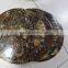 natural ammonite fossil round slice for placemat