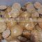 wholesale good quality beautiful natural polished Starfish Asteroid fossils