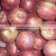 Fresh Huaniu apple with best price for sale