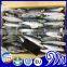 Seafood supplied Whole Japanese scad Decapterus maruadsi