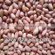 Red Skin Peanut Bold 50-60
