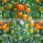 Hybrid high yield orange red Tomato seeds for cultivation-Huang He 800