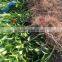 orange fruit trees seedling