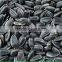 Black Sunflower seeds for Oil