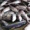 Frozen Yellowfin Tuna