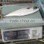 Frozen Pacific Mackerel New Fish Pacific Mackerel Good Quality