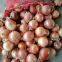 Fresh onion