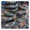 73MM Kenter shackle Manufacturer With IACS Certificate