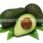 natrural and organic Avocado oil in bulk with the best price