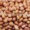 Peanuts wholesale peanuts with best price/High quality new 2021 dried shelled peanuts for food from Vietnam