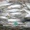 Frozen sardine frozen on land