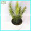 21cm high quality real touch artificial cactus and succulent