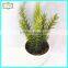 28cm high quality real touch artificial grafted cactus
