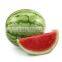 GOOD QUALITY Fresh Watermelon